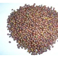 供應(yīng)特價出售當(dāng)年新采的紅豆杉種子