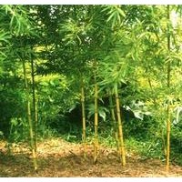 供應(yīng)金香玉竹，青竹，剛竹，羅漢竹，紫竹，紅天竹，楠天竹等竹類