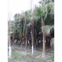成都蒲葵 精品蒲葵