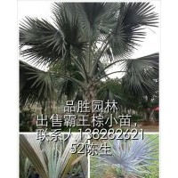 供應霸王棕