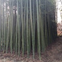 河北今日竹苗價格 竹竿價格 小竹苗價格