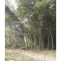 供應(yīng)楠竹