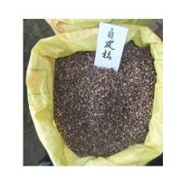 供應(yīng)白皮松種子