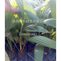小蒲葵