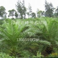 加拿利海棗