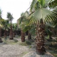 供應(yīng)老人葵