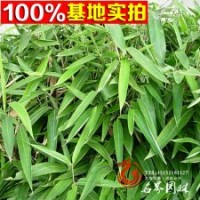 蘇北基地大量供應粽巴竹箬竹箬竹苗