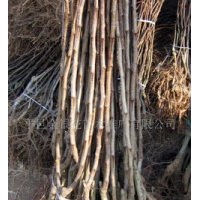 山西側(cè)柏蜀儈白皮松