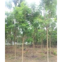 藍花楹，藍花楹價格