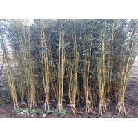 竹苗出售1公分2公分3公分4公分5公分竹苗價格