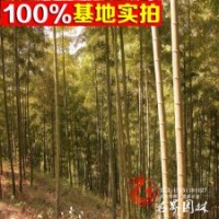 基地大量供應竹竿白竹毛竹曬竹