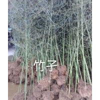 綠化用帶土球竹子、早園竹、剛竹、箬竹、紫竹、斑竹