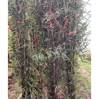 紫竹高2.5-4米北京大苗圃基地購樹木市排價