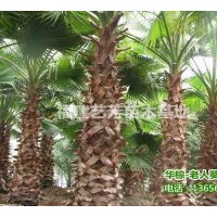 批發(fā)供應(yīng)華棕 老人葵 華盛頓棕櫚