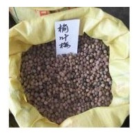供應(yīng)榆葉梅種子