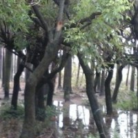 供應(yīng)：銀海藻 雞冠熾