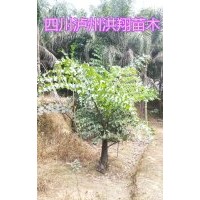 洪翔苗木董棕基地大量出售