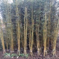 竹苗價(jià)格出售紫竹鋼竹青竹金鑲玉竹1-5公分