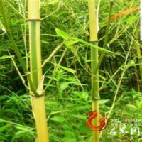 長期供應庭院竹子金鑲玉竹早園竹等