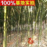 雷竹竹苗批發(fā) 量大從優(yōu) 庭院植物