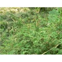 批發(fā)鳳尾竹 翠竹 佛肚竹 鋪地竹 金絲竹 菲白竹 竹子基地