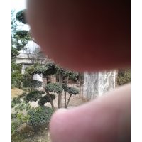 供應(yīng)紫竹