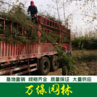 毛竹