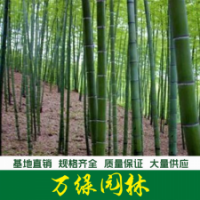 剛竹