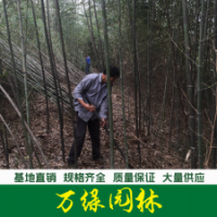 雷竹