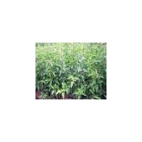 供應(yīng)核桃苗 花椒苗 側(cè)柏 冬青油松 杜李苗 鈣果苗