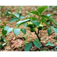供8518核桃苗 9818核桃苗 核桃實(shí)生苗 成品苗
