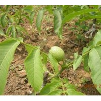 供應(yīng)蘋(píng)果苗 核桃苗 山楂苗 柿子苗等果樹(shù)果苗