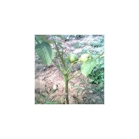 供核桃苗 山楂苗 蘋果苗 花椒苗 棗樹苗