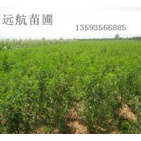 供應(yīng)桃樹(shù)，4-8公分桃樹(shù)價(jià)格，山西桃樹(shù)基地