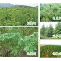 供應核桃苗、蘋果苗、梨樹苗、葡萄苗、李子苗