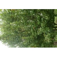 優(yōu)質(zhì)八棱海棠樹