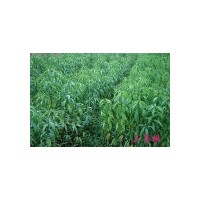 供應(yīng)自種桃樹(shù)苗5萬(wàn)棵