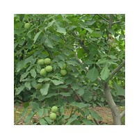 供應核桃樹大規(guī)模核桃樹 山西核桃樹