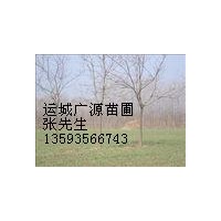 柿子樹 5公分柿子樹張先生供應(yīng)