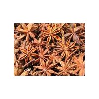 供應(yīng)中國八角苗 大紅八角苗 廣西八角苗 八角種子 八角樹