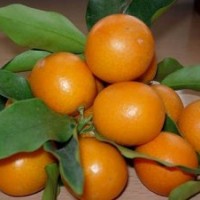 供應(yīng)脆皮金桔苗 脆皮金橘苗 脆皮金桔苗 四季金桔苗 四季蜜桔苗