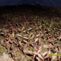 甜茶芽苗