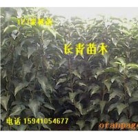供應(yīng)寒富蘋果苗，123蘋果苗