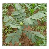 特供山西薄殼香核桃實(shí)生嫁接苗