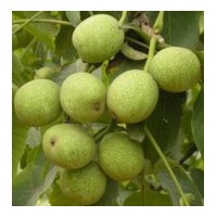 山西薄皮青皮核桃 大量側柏營養(yǎng)缽、側柏苗