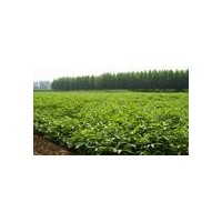 供應(yīng)山楂樹|出售山楂樹|山楂樹大處理|特價(jià)山楂樹