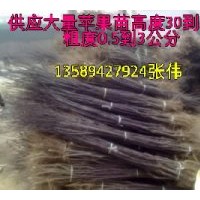 供應(yīng)大量蘋(píng)果苗、占地苗