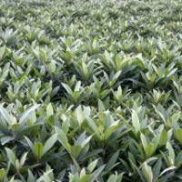 供應(yīng)枇杷苗 大五星枇杷苗 解放鐘枇杷苗 茂木枇杷苗 早鐘六號枇杷