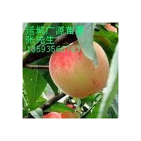 5-8公分蘋果樹杏樹桃樹張先生低價(jià)出售