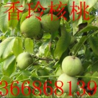 香玲核桃苗，山東香玲核桃苗基地